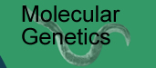 Molecular Genetics